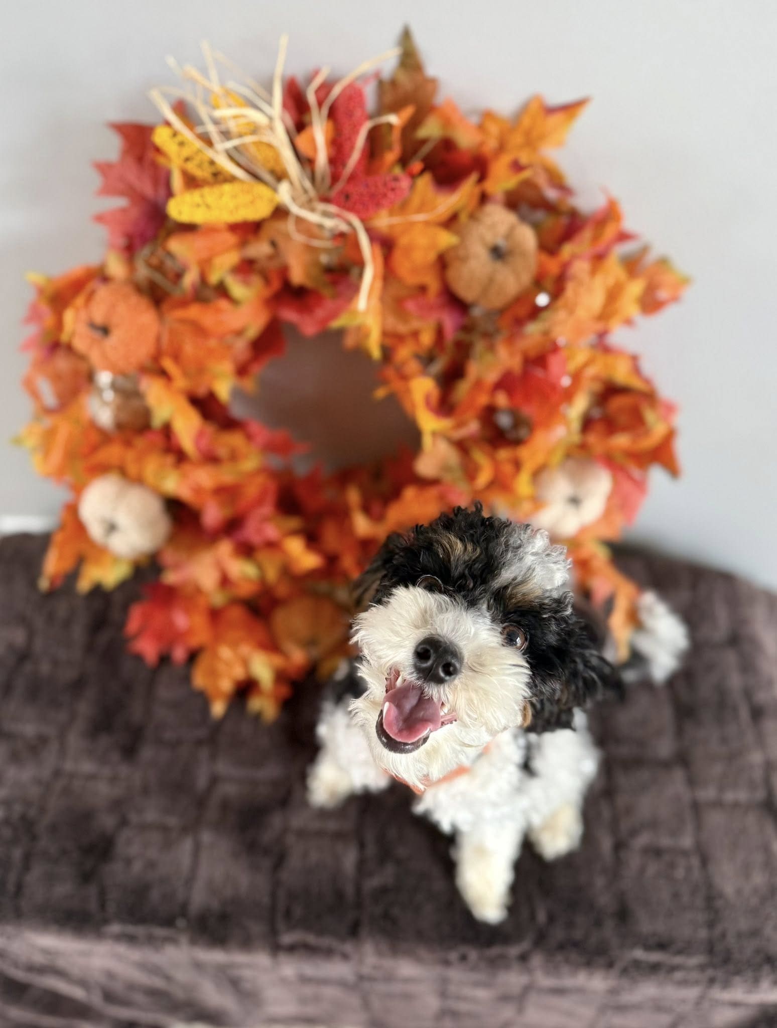 A little doodle grinning beside an autumn wreath